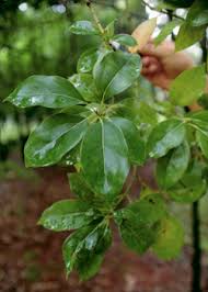I may experiment with this. Harvesting Trees To Make Ecstasy Drug Transnational Institute
