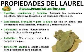 Si necesitas preguntarle algo a los espíritus, escribe tu mensaje en. Propiedades Del Laurel Botanical Online