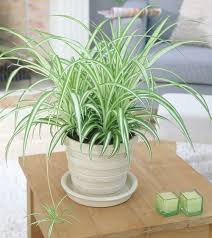 By lisa taylor landscape designer. 9 Trendy Ornamental Indoor Grass Grass Houseplants Balcony Garden Web