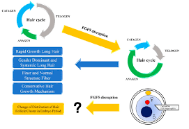 They can cause or increase your hair loss. A Synopsis Of This Study Disruption Of Fgf5 Could Prolong The Anagen Download Scientific Diagram