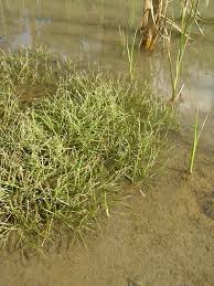 Image result for Eleocharis minuta