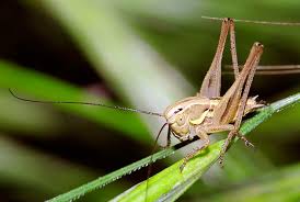 They can be frightening, jumping all over the place when you least camel crickets have very poor eyesight since they are in a very dark environment most of their life. Control Crickets In New England Ma Ct Ri Me Nh Vt