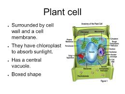 We did not find results for: Chapter 7 14 3 Francisco Concepcion Period 2 Plant Cell Surrounded By Cell Wall And A Cell Membrane They Have Chloroplast To Absorb Sunlight Ppt Download