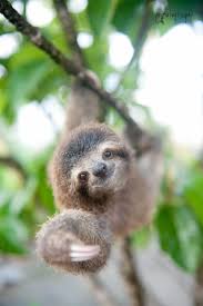 6 Different Types Of Sloths In The Rainforest With Pictures And Facts Cute Baby Sloths Animals Cute Animals