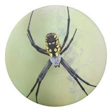 Black And Yellow Striped Spider Europe Black Yellow Argiope Garden Spider Eraser Zazzle Com Garden Spider Spider Yellow