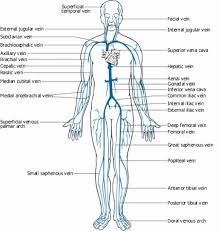 Supplies the posterior brain, blood supply to the entire brain is. Image Result For Venous System Diagram Body Diagram Arteries And Veins Body Anatomy