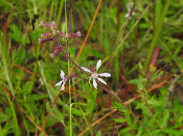 Image result for Asystasia malawiana