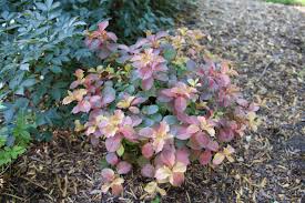 Image result for Weigela