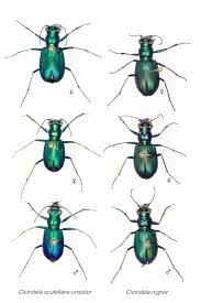 Image result for Nidorella burundiensis