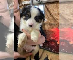 Maybe you would like to learn more about one of these? View Ad Australian Shepherd Puppy For Sale Near Michigan Sturgis Usa Adn 259788