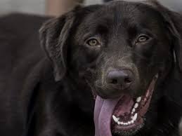 Lungs do not contain any fluid naturally. Natural Ways For Treating Dog Pneumonia At Home Dog Discoveries