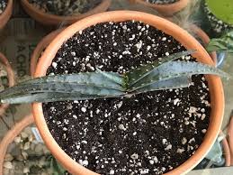 Image result for Aloe suprafoliata
