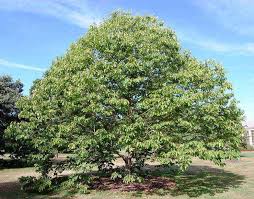 La pianta di hovenia viene citata nell'opera di oscar wilde il ritratto di dorian gray. Hovenia Dulcis Albero Dell Uva Passa Vivai Veimaro Vivaio Specializzato Nella Produzione E Vendita Di Piante Di Rose E Frutti Di Bosco