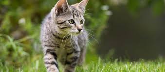 Natural fibers, unique and beautiful!!! Anatomie Der Katze Wissenswertes Infos Fressnapf