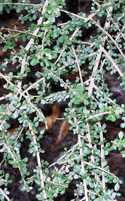 Image result for Phyllanthus pseudoniruri