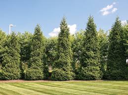 Better Green Screens Www Scliving Coop