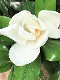 Albero con fiori profumatissimi : Incredibile Il Mio Nome Scritto Sul Petalo Del Fiore Della Magnolia Grandiflora Passeggiandoingiardino