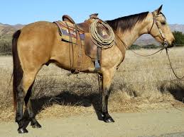 Buckskin quarter horse for sale. Buckskin Horses Horses For Sale