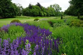 Salvia River By Angel Collins Garden Design Garden Design Parterre Plants