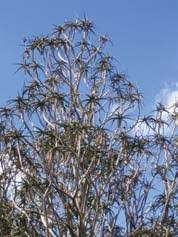 Image result for Triumfetta welwitschii