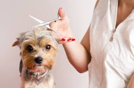 With this basic grooming tutorial. How To Cut Dog Hair Your Go To Guide Ollie Blog