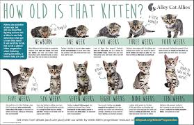 Incisors are usually the first teeth to appear between weeks two and three. How To Tell How Old A Kitten Is Coolguides