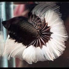 Black And White Betta Fish For Sale Black White Betta Betta Fish Betta Cool Fish