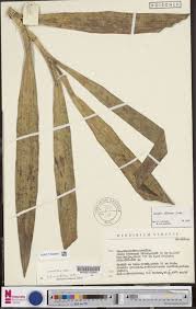 Image result for Indigofera paracapitata