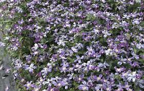 Clematis are pretty much trouble free, suffering from just one serious problem known as 'wilt'. What Is Clematis Wilt And How To Treat It