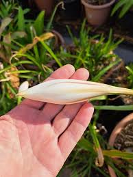 Image result for Crinum lugardiae