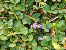 Image result for Grona triflora