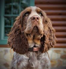 See puppy photos, health info & reviews. Liver Tri Roan English Springer Spaniel Springer Spaniel Puppies English Springer Spaniel Puppy English Springer Spaniel