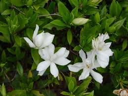 Image result for Gardenia resinifera