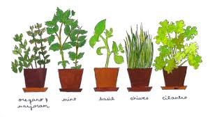 The plant should be watered during hot periods to reduce stress. How To Grow Your Own Kitchen Garden