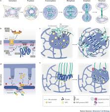 Learn about nucleus membrane functions with free interactive flashcards. Mechanisms And Functions Of Nuclear Envelope Remodelling Nature Reviews Molecular Cell Biology