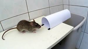 Salah satu cara yang paling mudah adalah dengan menggunakan jebakan tikus atau perangkap tikus. Tak Hanya Murah 9 Rekomendasi Perangkap Tikus Ini Juga Mudah Dibuat Lho 2018