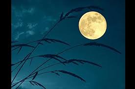 Image result for summer moon