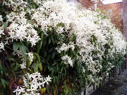 Maybe you would like to learn more about one of these? Winter Blooming Evergreen Clematis Garden Variety Life