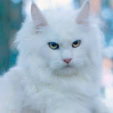 Dynasty Maine Coon Cats, Maine Coon Cats in Wisconsin, Maine Coons