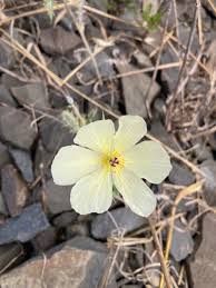 Image result for Argemone ochroleuca