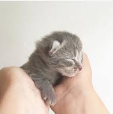 This Cute Little One Is The Sweetest Poesje Inhand Cat Kitten Cute Little Young Sleep Grey Katje Anjamulder Groningen Kitten Cute Animals