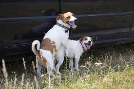 Körperliche entwicklung sagt nichts darüber aus, ob ein rüde decken kann (bsp.: Wann Kann Man Ein Jack Russell Decken Lassen Jackrussell De