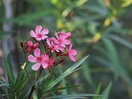 Image result for xylella fastidiosa oleander symptoms