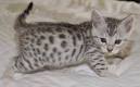 Silver & Brown Spotted Bengal Kittens For Sale - Texas ...