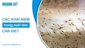 Các khái niệm trong nuôi tôm cần biết - Microbe Lift