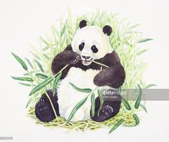 Sitting Giant Panda Ailuropoda Melanoleuca Eating Bamboo Front Panda Illustration Panda Art Cute Animal Illustration