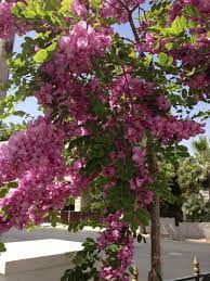 Purple robe black locust (robinia pseudoacacia purple robe) can grow in some of the most difficult conditions and on a variety of sites. Robinia Purple Robe Locust Tree Hello Hello Plants Garden Supplies