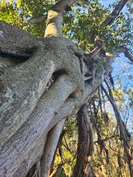 Image result for Ficus welwitschii