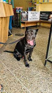 As a veterinarian, you can serve the medical needs of profound vet services. Total Pet Care Veterinary Hospital Home Facebook