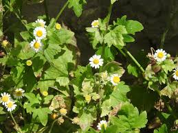 Image result for Microglossa